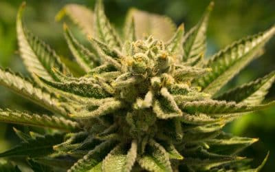 Pianta di marijuana: caratteristiche e benefici indotti dal suo utilizzo