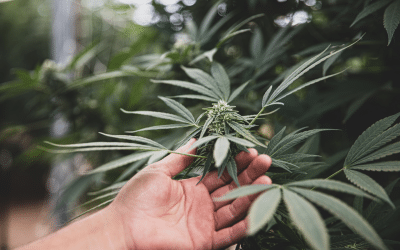 La scoperta della marijuana e la sua diffusione