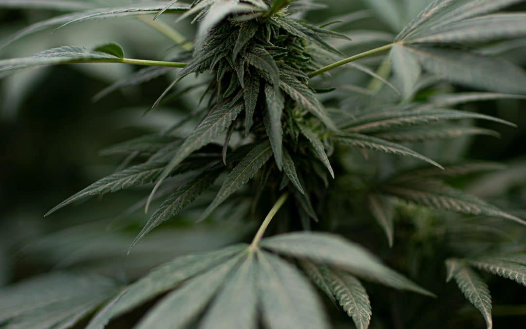 Come riconoscere il sesso di una pianta di marijuana