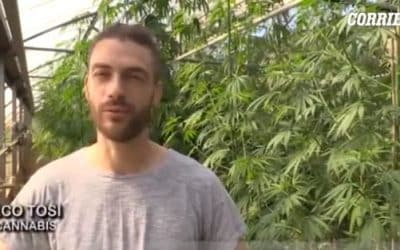Cannabis legale: è boom di coltivazioni e vendita