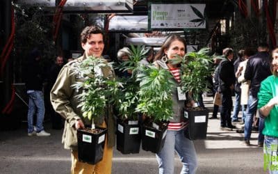 Milano Green: 7.000 piante di Cannabis in regalo